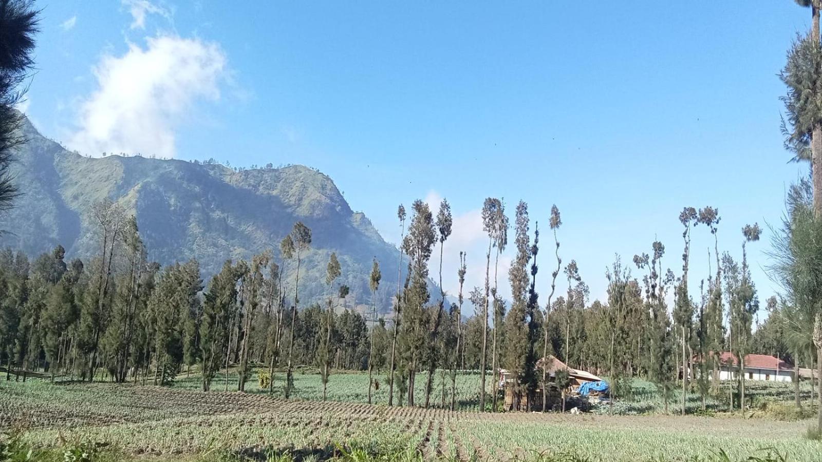 Tengger Indah Seruni Bromo プロボリンゴ エクステリア 写真