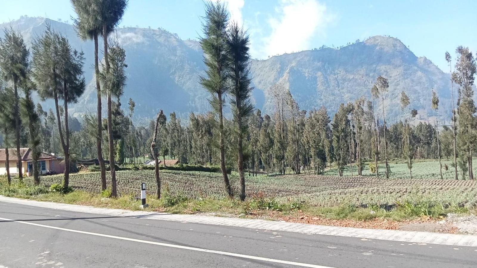 Tengger Indah Seruni Bromo プロボリンゴ エクステリア 写真